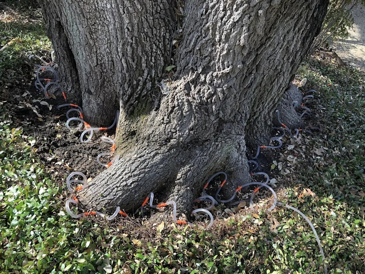 Detailed Tree Cabling and Bracing job site in Natural Bridge Station