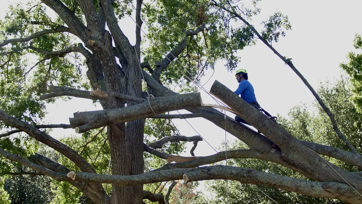 Professional Crown Thinning performed by certified arborists in Natural Bridge Station
