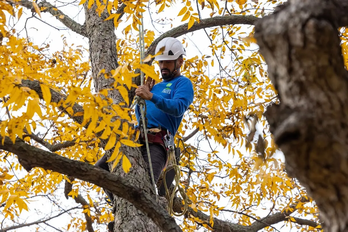 Skilled Tree Pruning crew working in Natural Bridge Station