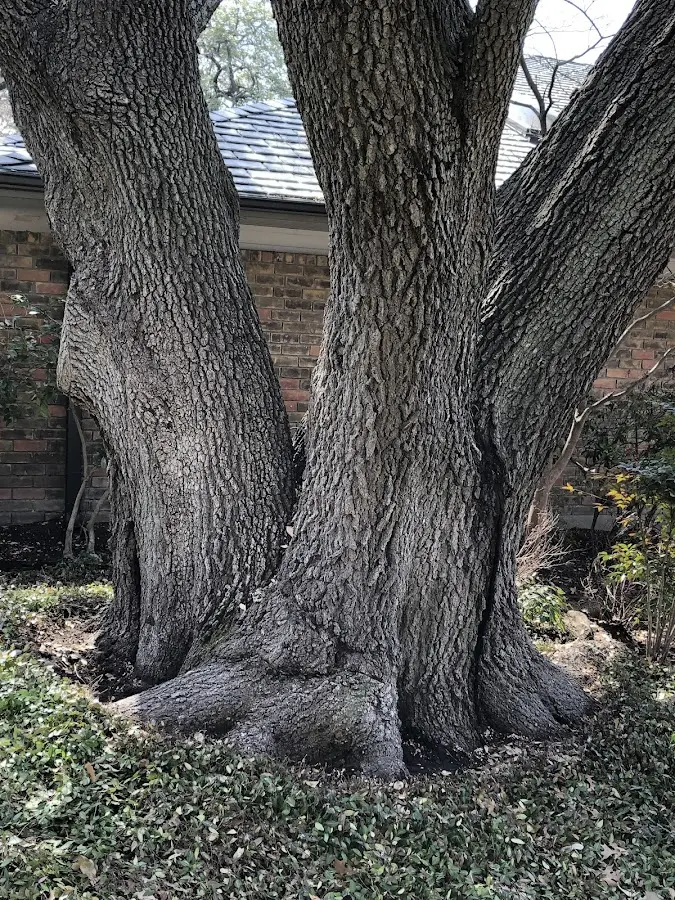 Mature heritage tree close to a Natural Bridge Station property cared for by certified arborists